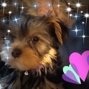 Meet your Posher, Elizabeth